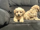 Irk Garantili Maltipoo Yavrular