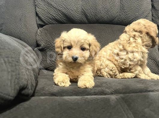 Irk Garantili Maltipoo Yavrular