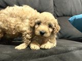 Irk Garantili Maltipoo Yavrular
