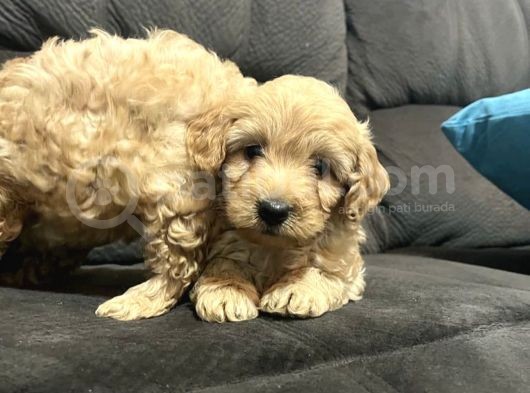 Irk Garantili Maltipoo Yavrular görsel