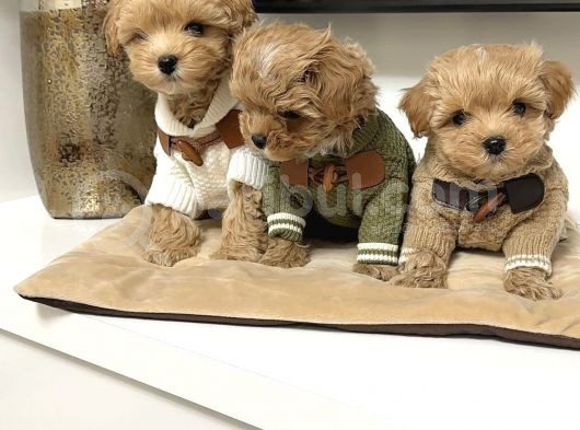 Muhteşem Maltipoo Bebekler
