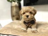 Muhteşem Maltipoo Bebekler