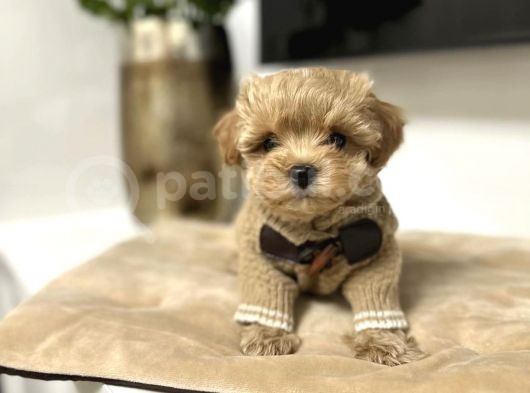 Muhteşem Maltipoo Bebekler görsel
