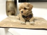 Muhteşem Maltipoo Bebekler