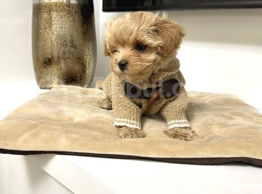 Muhteşem Maltipoo Bebekler görsel