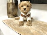 Muhteşem Maltipoo Bebekler