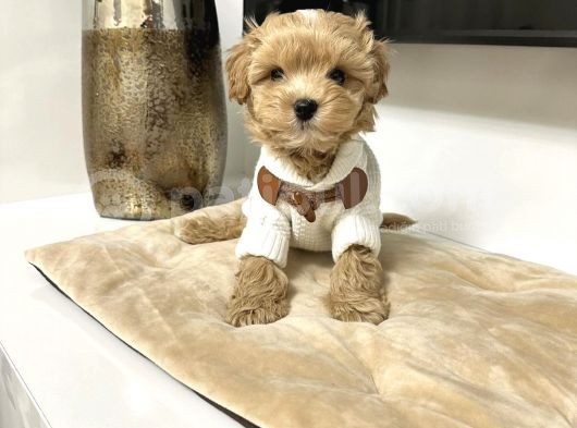 Muhteşem Maltipoo Bebekler görsel