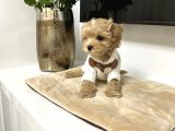 Muhteşem Maltipoo Bebekler