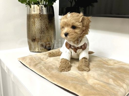 Muhteşem Maltipoo Bebekler görsel