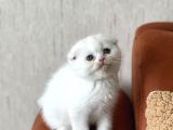 Üst Kali̇te Bri̇ti̇sh Ve Scotti̇sh Her İle Gönderi̇m