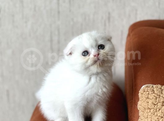 Üst Kali̇te Bri̇ti̇sh Ve Scotti̇sh Her İle Gönderi̇m görsel