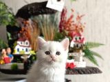 ÜST KALİTE BRİTİSH vE SCOTTİSH HER İLE GÖNDERİM