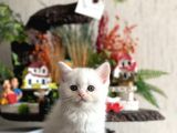 Üst Kali̇te Bri̇ti̇sh Ve Scotti̇sh Her İle Gönderi̇m