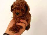 Tooy poodle cinsi yavrular 