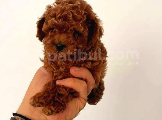 Tooy Poodle Cinsi Yavrular 