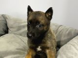 Belçika Malinois Yavrularımız Evinizin Neşesi Olacaktır