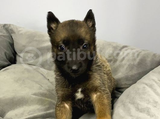 Belçika Malinois Yavrularımız Evinizin Neşesi Olacaktır görsel