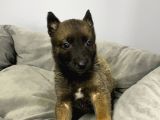 Belçika Malinois Yavrularımız Evinizin Neşesi Olacaktır