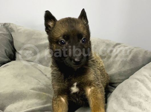 Belçika Malinois Yavrularımız Evinizin Neşesi Olacaktır