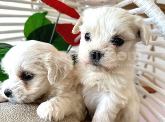 Maltese Terrier 2 Aylık Şehir Dışı Gönderilir görsel