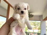 Maltese Terrier 2 Aylık Şehir Dışı Gönderilir