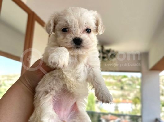 Maltese Terrier 2 Aylık Şehir Dışı Gönderilir görsel