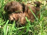 Chocolate Malti̇po Yavrular