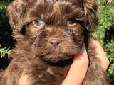 CHOCOLATE MALTİPO YAVRULAR
