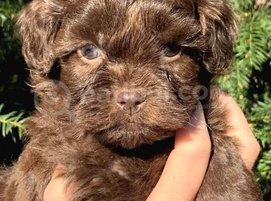 Chocolate Malti̇po Yavrular