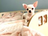 Bembeyaz Chihuahua