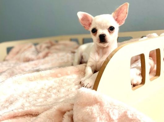 Bembeyaz Chihuahua görsel