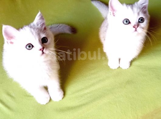 Şecereli Anne Babadan Safkan Yavrular görsel
