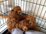 orijinal Kore kan poodle