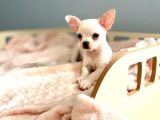 Bembeyaz Chihuahua