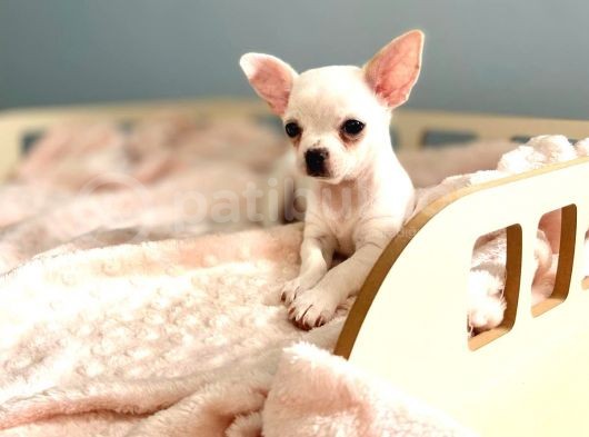 Bembeyaz Chihuahua görsel