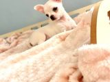 Bembeyaz Chihuahua