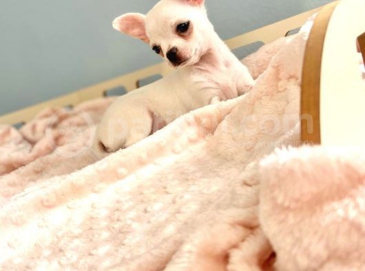 Bembeyaz Chihuahua görsel