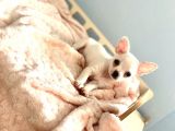 Bembeyaz Chihuahua