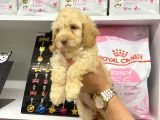 2AYLIK ERKEK COCKAPOO