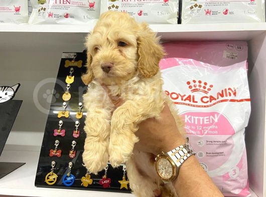 2Aylik Erkek Cockapoo