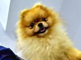 POMERRİAN BOO AYI SURATLI 