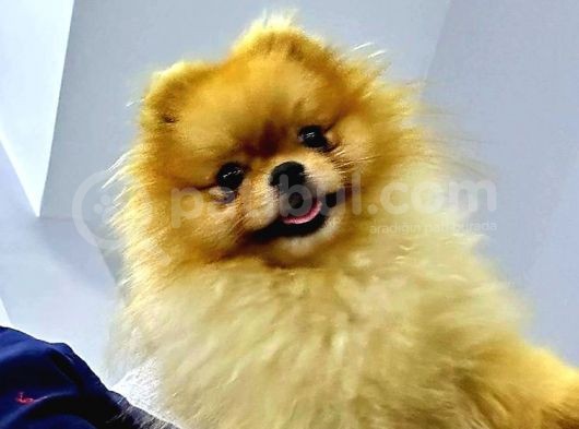 Pomerri̇an Boo Ayi Suratli 