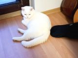 BRİTİSH SHORTHAİR REPDOİNT KISIRLAŞTIRILMIŞ