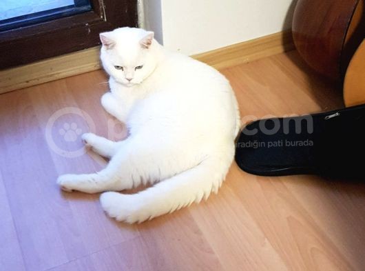Bri̇ti̇sh Shorthai̇r Repdoi̇nt Kisirlaştirilmiş