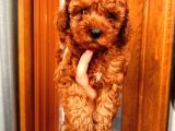 Tooy poodle cinsi yavrular 