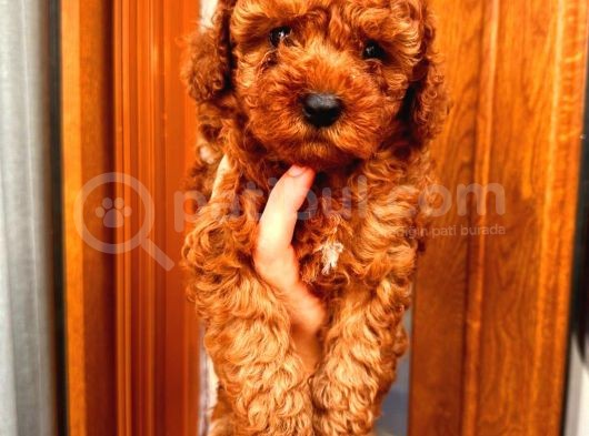 Tooy Poodle Cinsi Yavrular 
