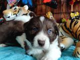DUNYANİN EN ZEKİ IRKI KIZIL BORDER COLLIE