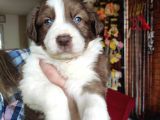 Dunyani̇n En Zeki̇ Irki Kizil Border Collie