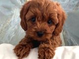 Karma 1 Aşılı Red Maltipoo Yavrularım