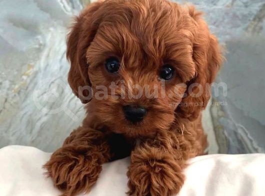 Karma 1 Aşılı Red Maltipoo Yavrularım görsel